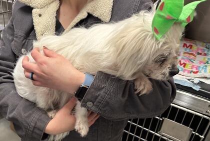 Cincinnati’s shelters are full of love—adopt today!