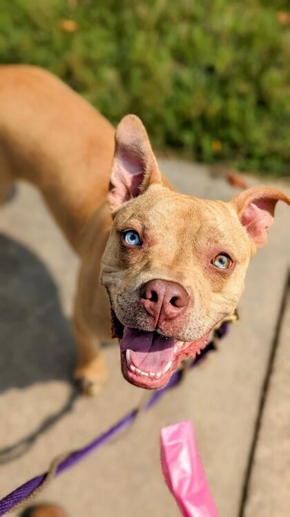 Cincinnati’s shelters are full of love—adopt today!