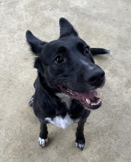 Cincinnati’s shelters are full of love—adopt today!