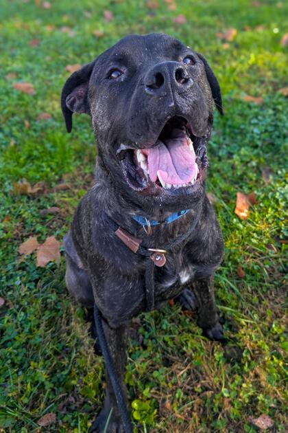 Cincinnati’s shelters are full of love—adopt today!