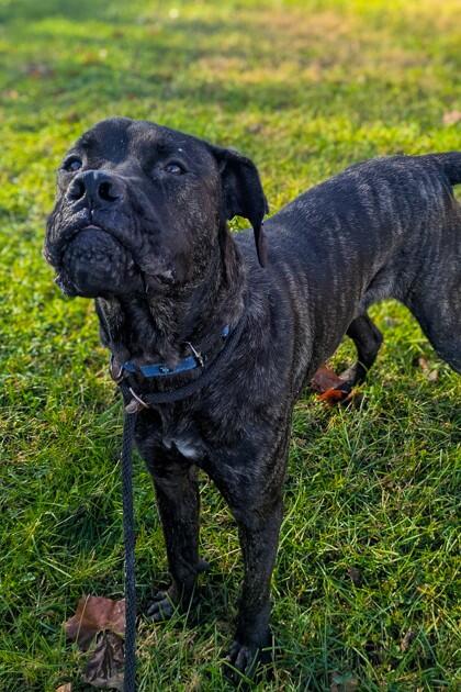 Cincinnati’s shelters are full of love—adopt today!