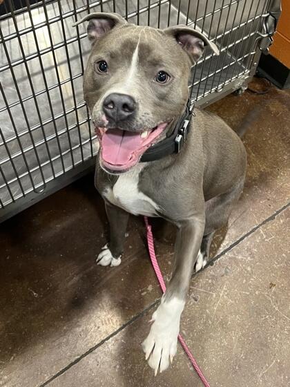 Cincinnati’s shelters are full of love—adopt today!