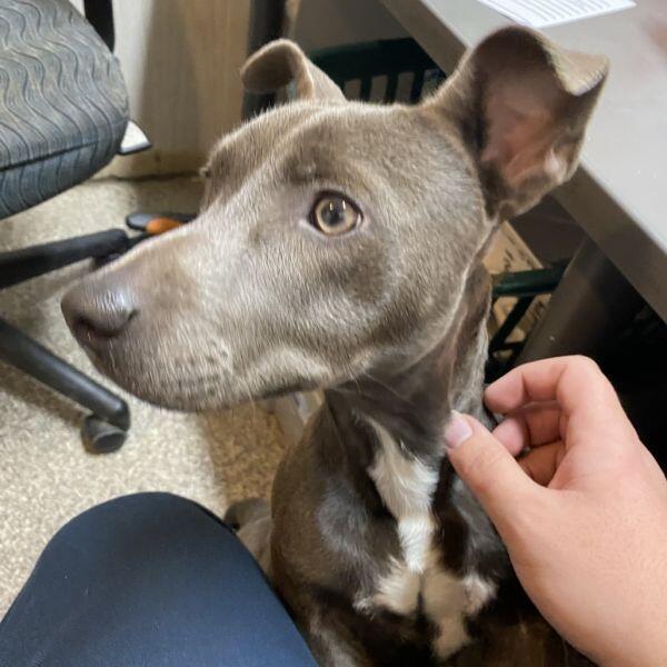 Columbia’s shelters are full of furry friends