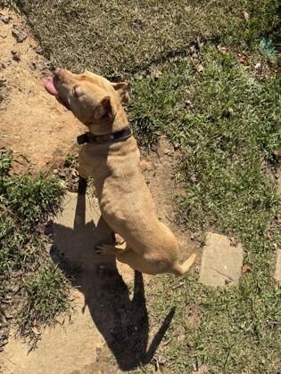 Meet Columbia’s sweetest pups ready for you