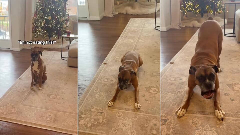 This Dog’s Treat Refusal Is a Whole Mood