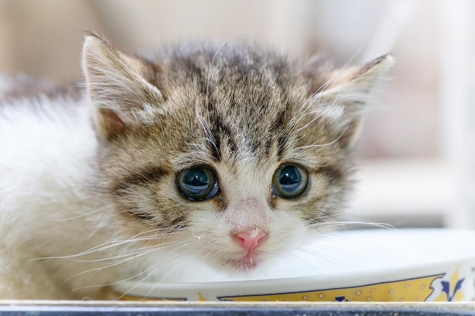 Engineering students give paralyzed kitten new life