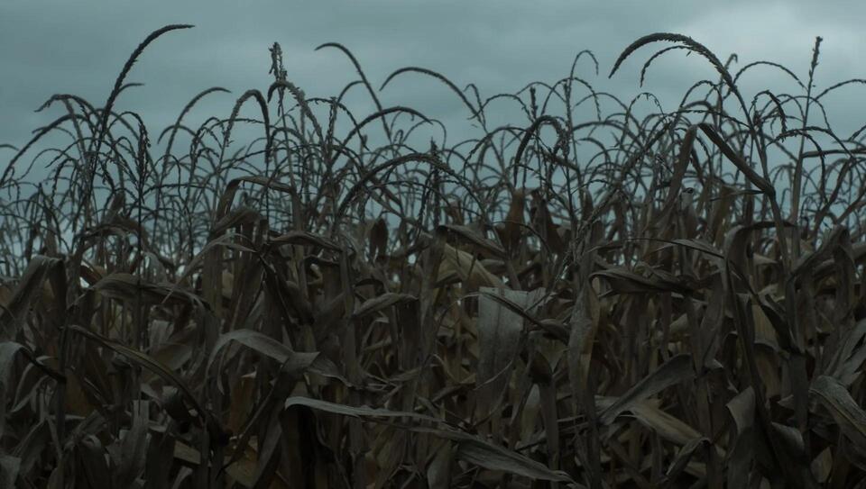 Nighttime Bugs Are Disappearing?!