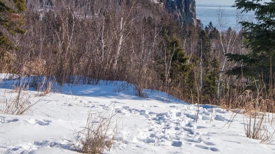 Wild lynx face-off caught on camera in Minnesota