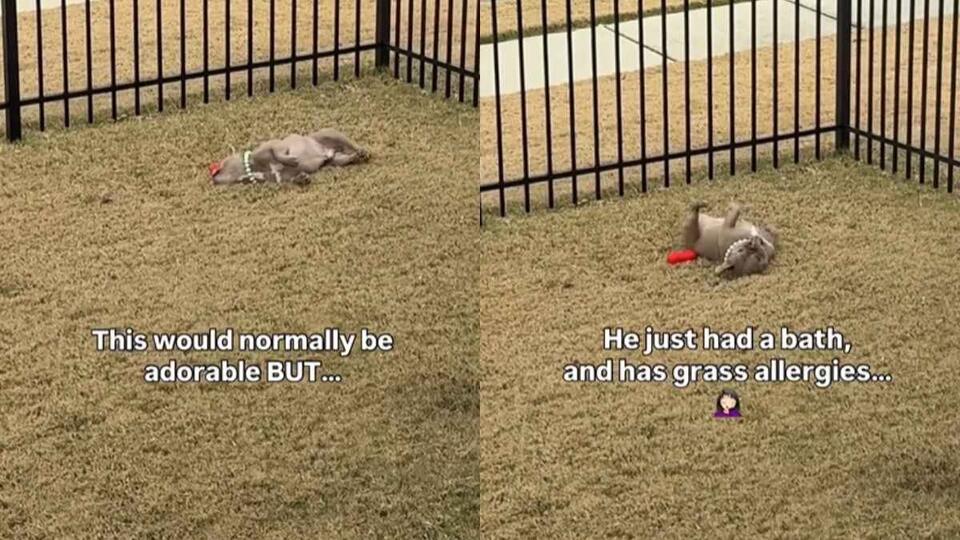 Frenchie Chaos: BamBam’s Secret Life