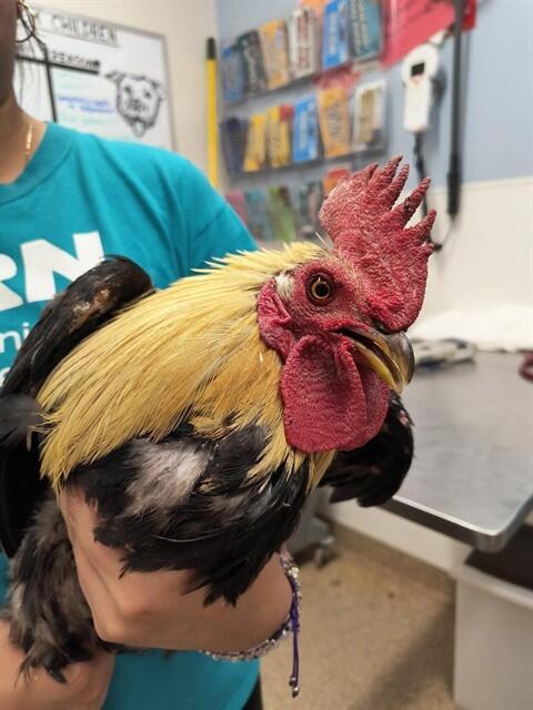 Albuquerque’s chickens need loving homes