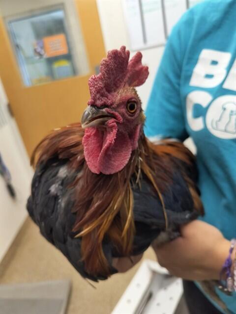 Albuquerque’s chickens need loving homes