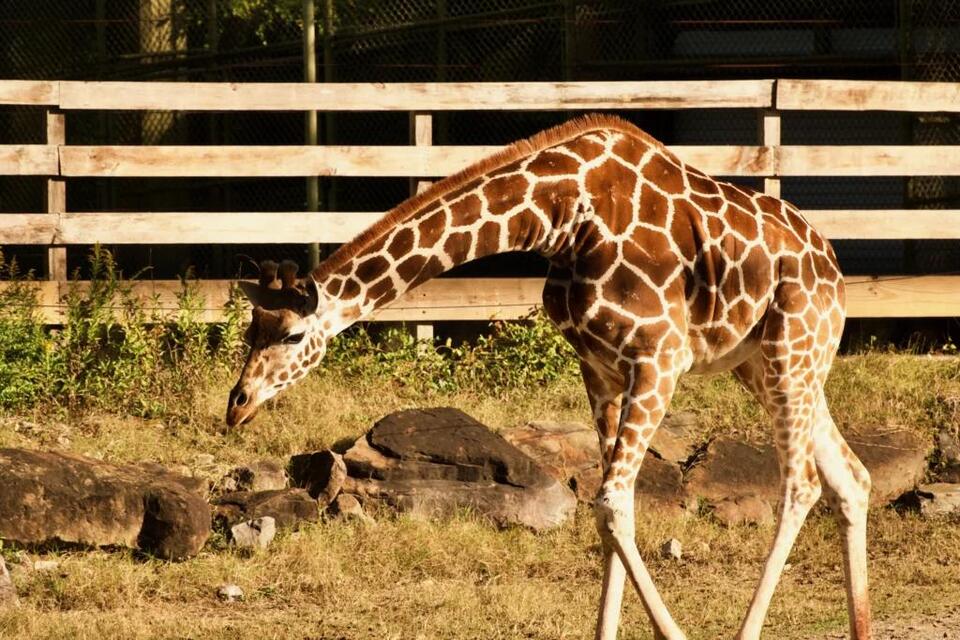 Birmingham Zoo gifts that make a difference