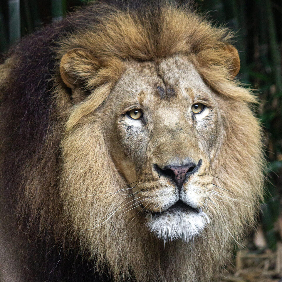 Birmingham Zoo gifts that make a difference