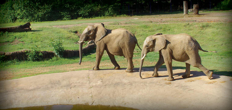 Birmingham Zoo gifts that make a difference