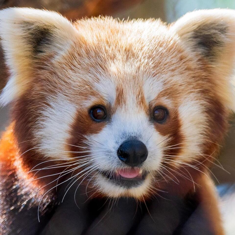 Birmingham Zoo gifts that make a difference