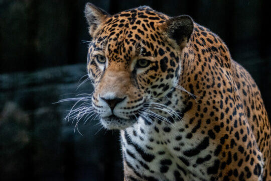 Birmingham Zoo gifts that make a difference