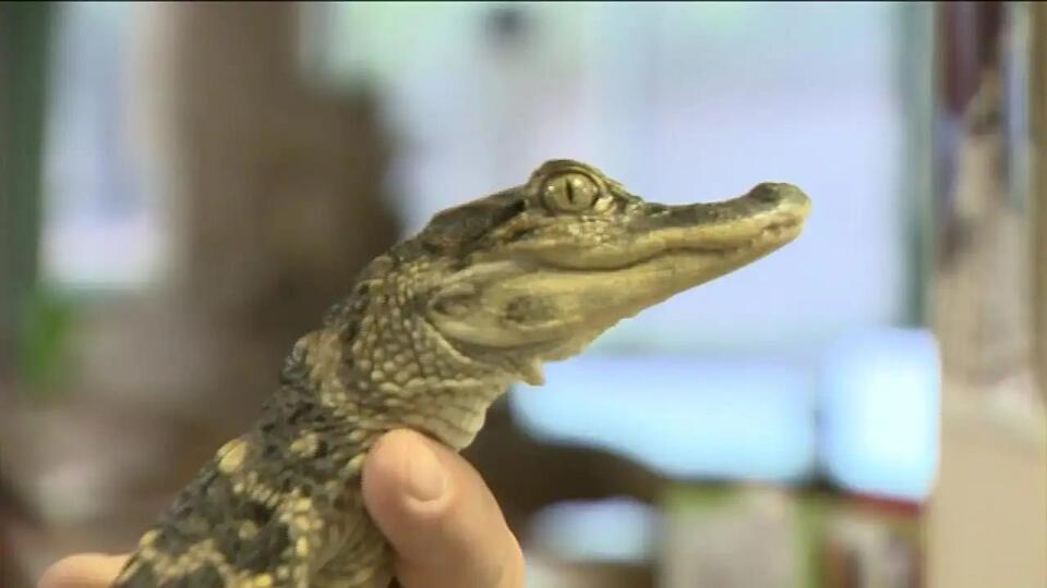 Alligator rescue brings smiles to Cambridge