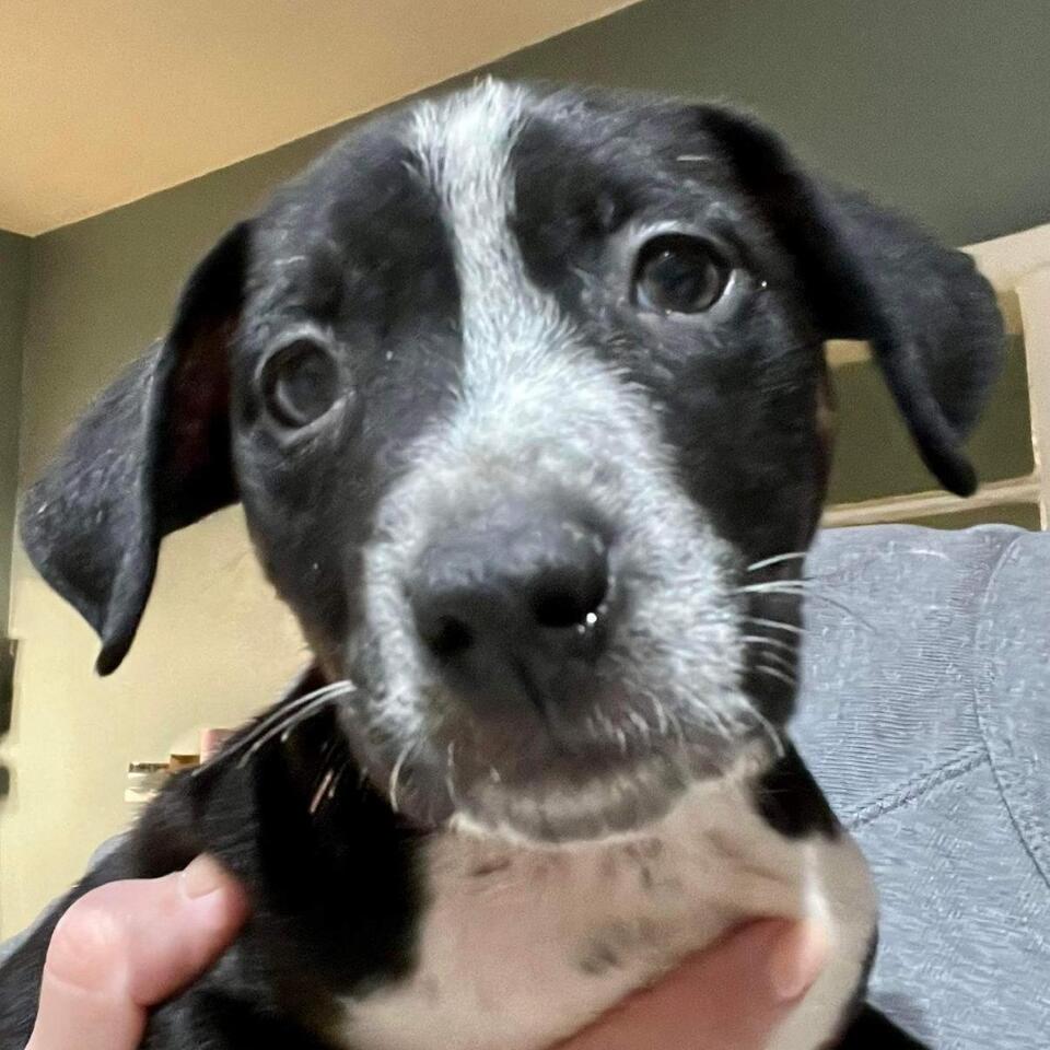 Buffalo pups looking for loving homes