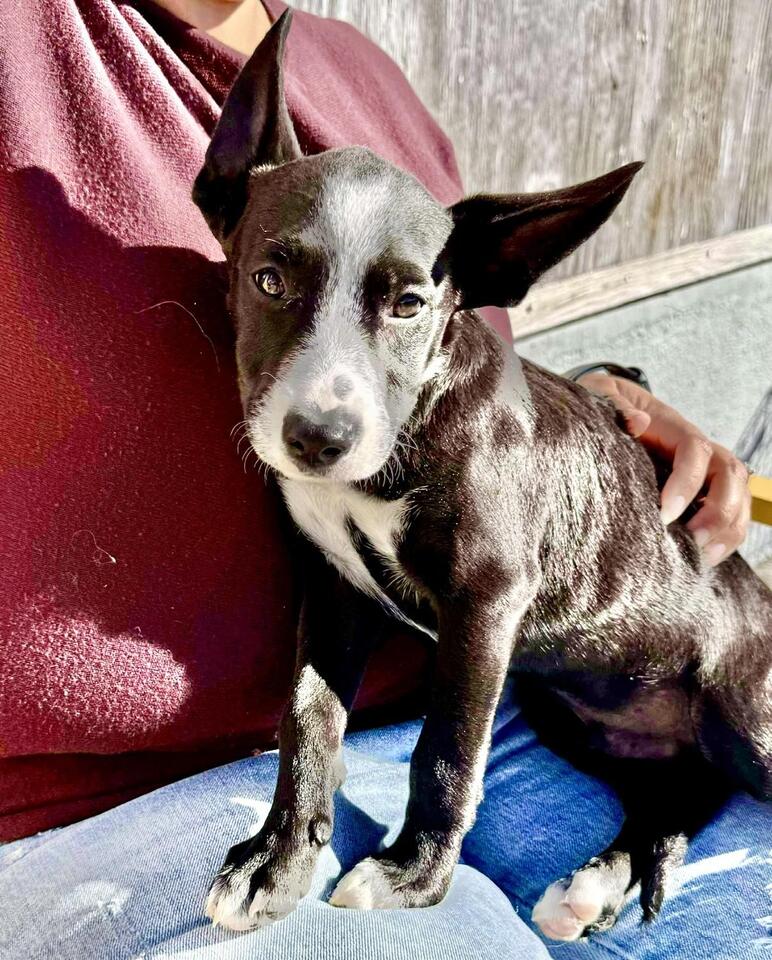 Buffalo pups looking for loving homes