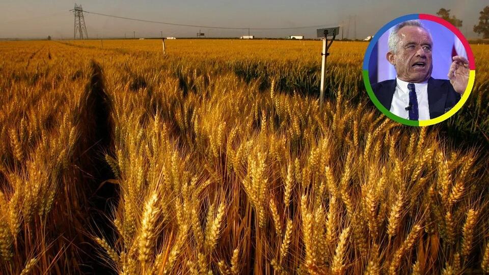 Why Your Wheat Toast Might Come With a Side of 'Forever Chemicals'