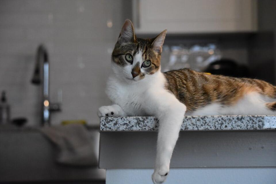 Cat Owners, You’ll Relate to These Rules