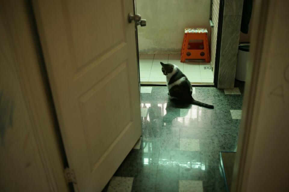 Cat Owners, You’ll Relate to These Rules