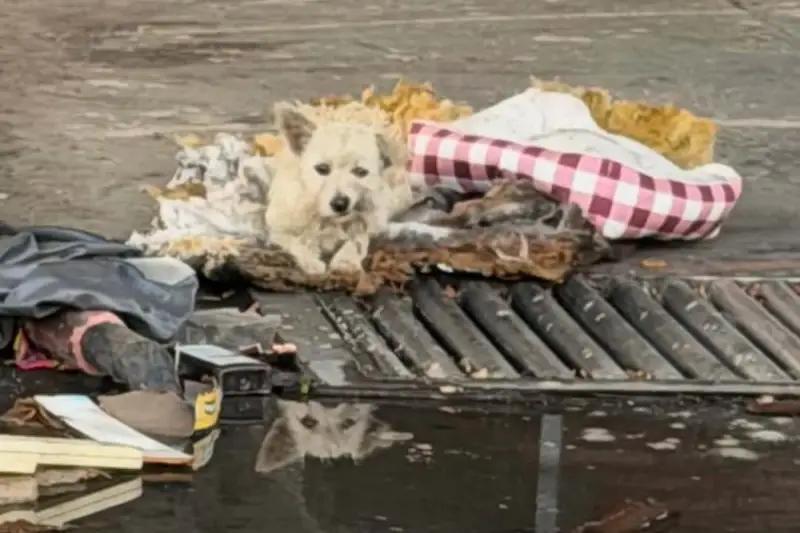 A new beginning for a rescued pup in California