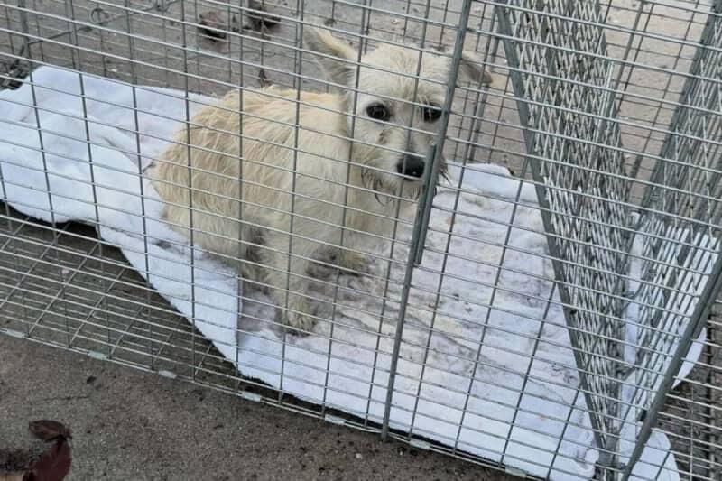 A new beginning for a rescued pup in California