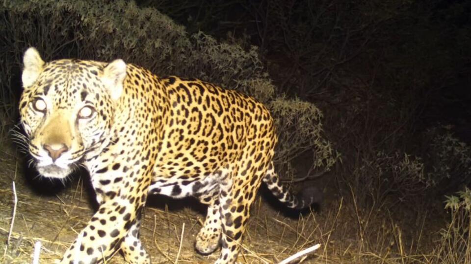 Jaguars Are Back in the USA?!