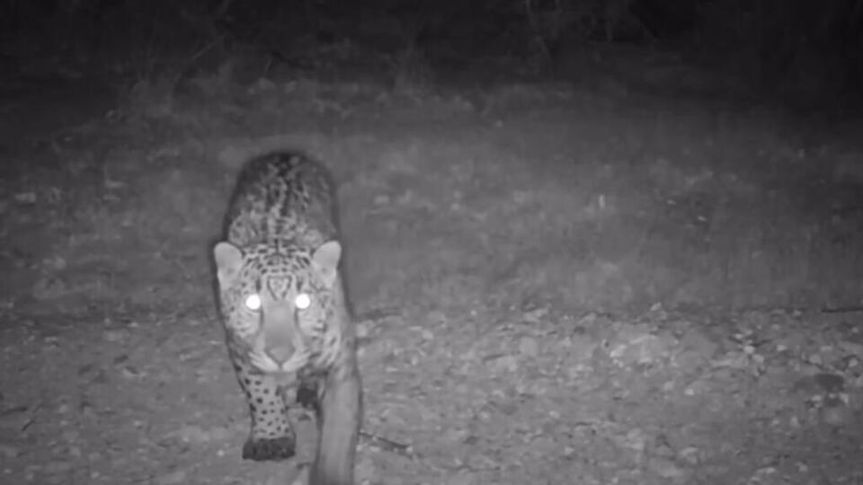 Jaguars Are Back in the USA?!