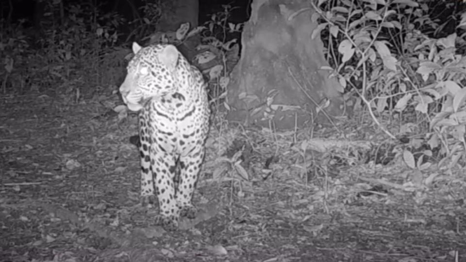 Jaguars Are Back in the USA?!