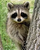 Ohio’s wild animal rescue: The story behind the cages