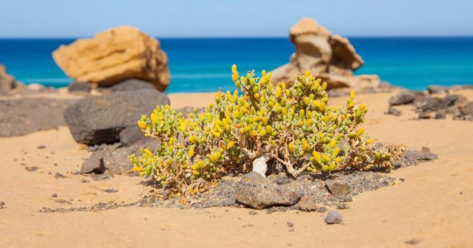 Ancient Lentils Are the Real Island Survivors