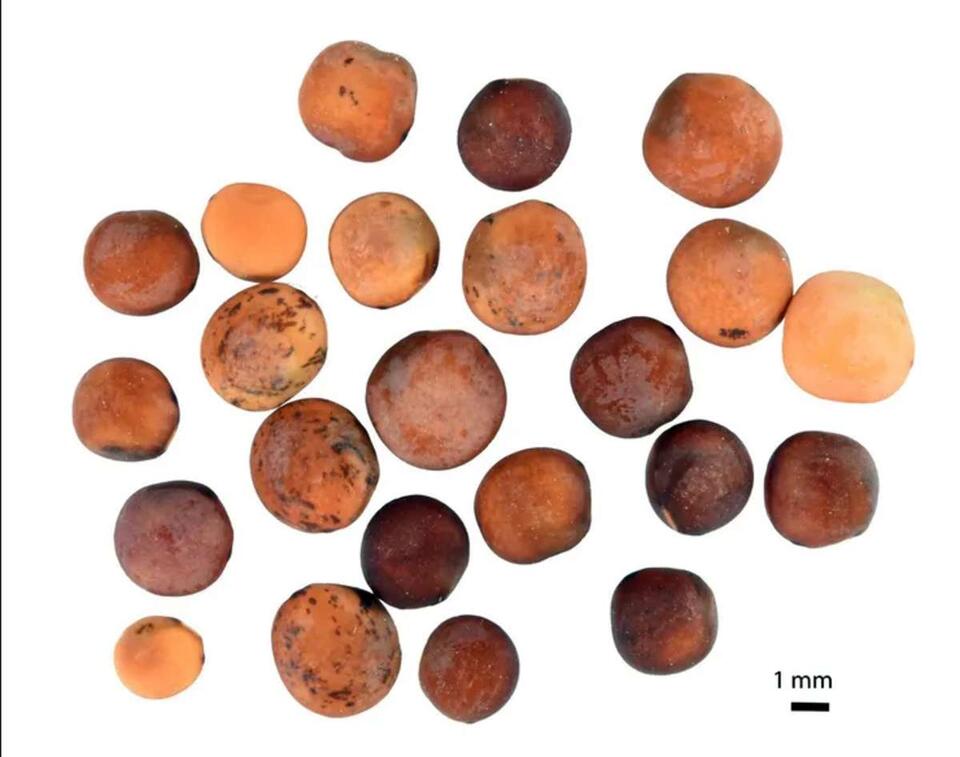 Ancient Lentils Are the Real Island Survivors