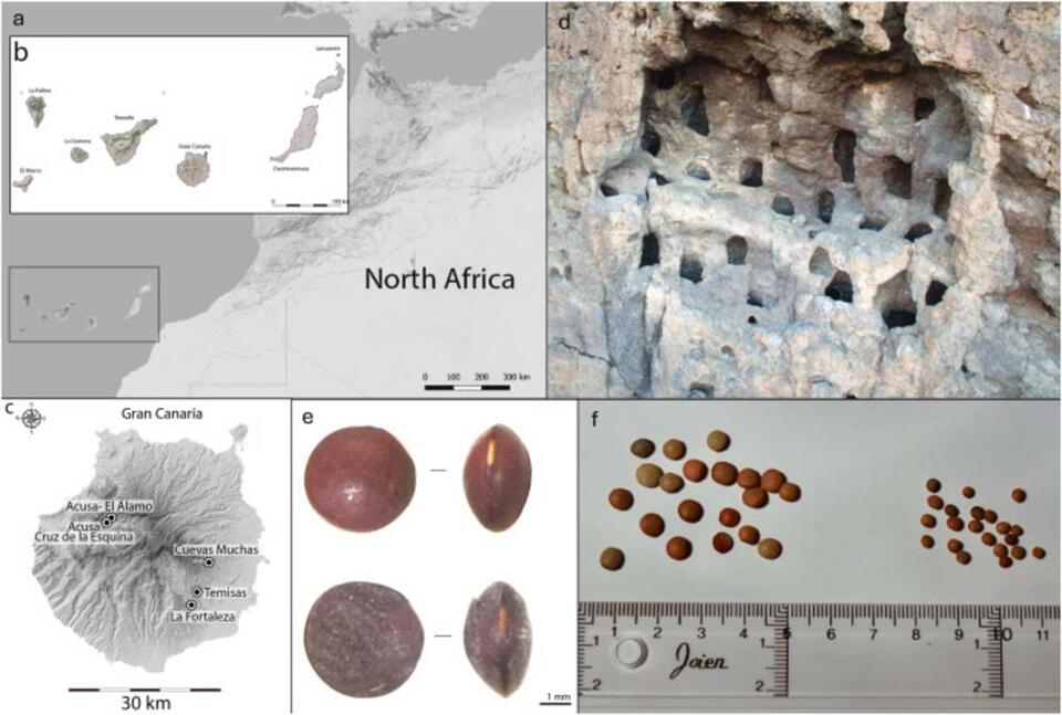 Ancient Lentils Are the Real Island Survivors