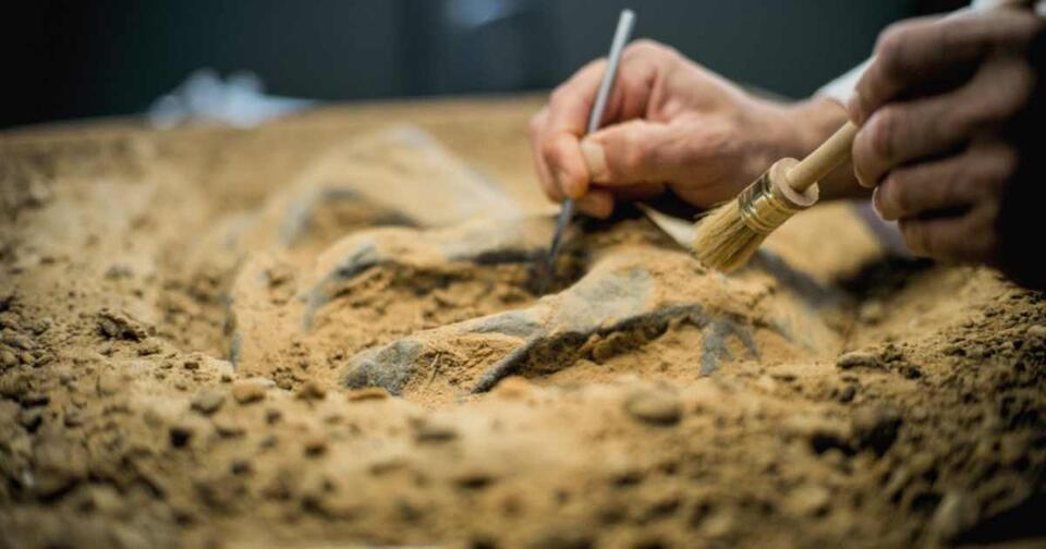 Ancient Foot Fossil Mystery Solved!