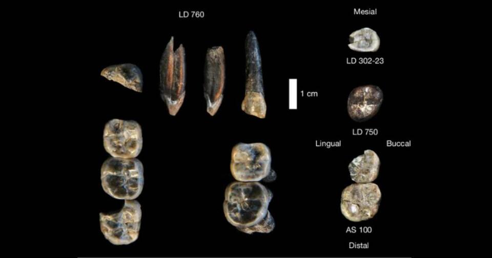 Ancient Foot Fossil Mystery Solved!