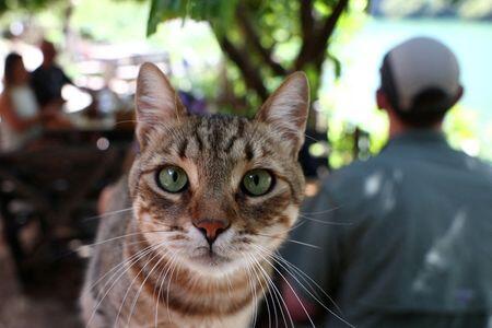 Ancient Romans Brought Us House Cats?!