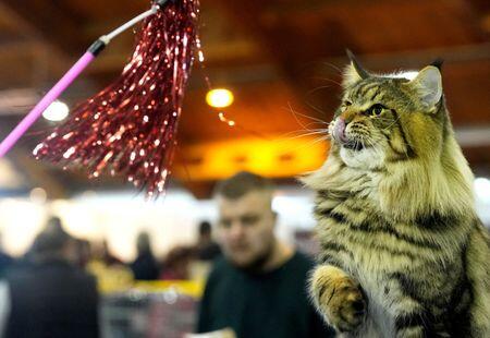 Ancient Romans Brought Us House Cats?!