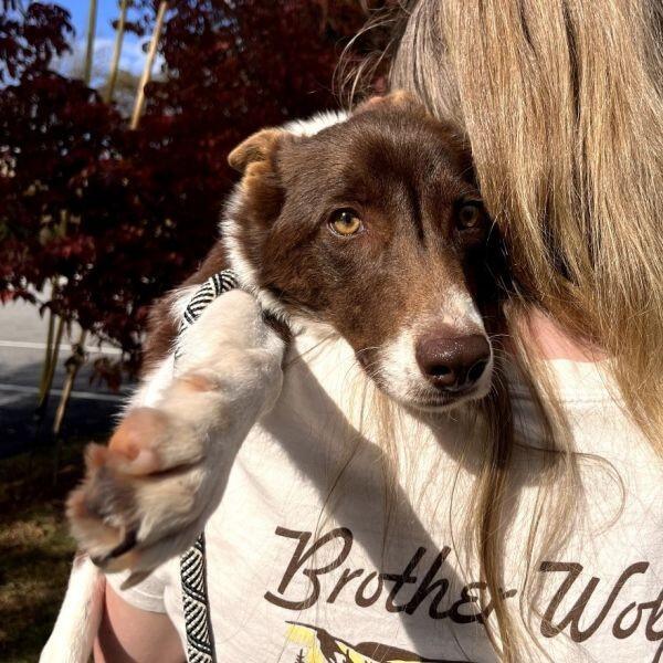 Meet Asheville’s adoptable dogs!