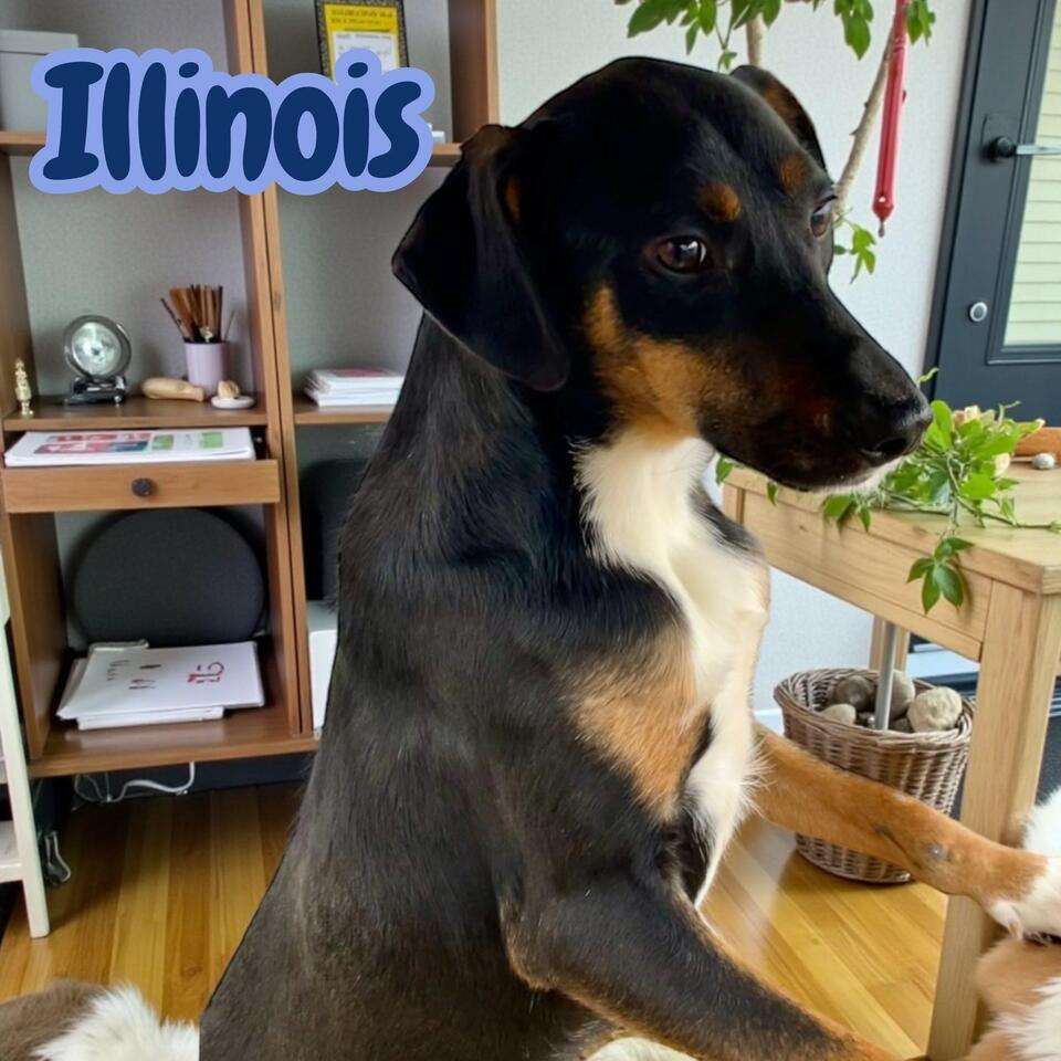 Meet Asheville’s adoptable dogs!