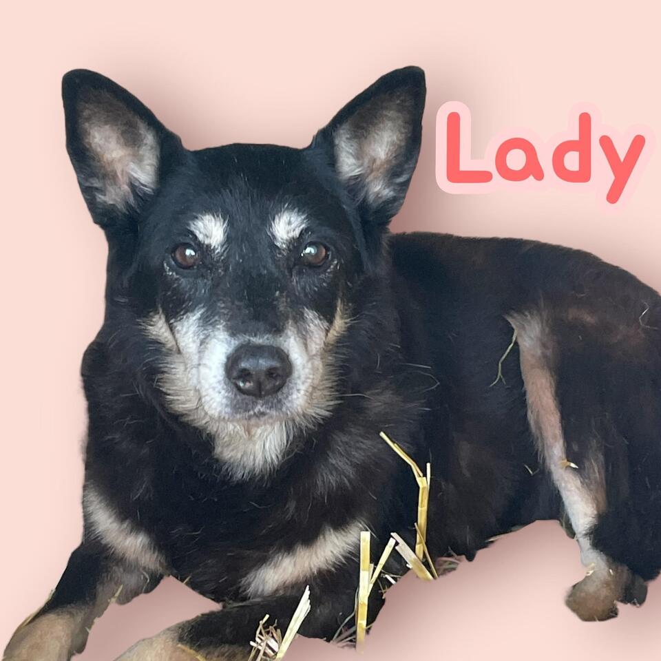 Meet Asheville’s adoptable dogs!