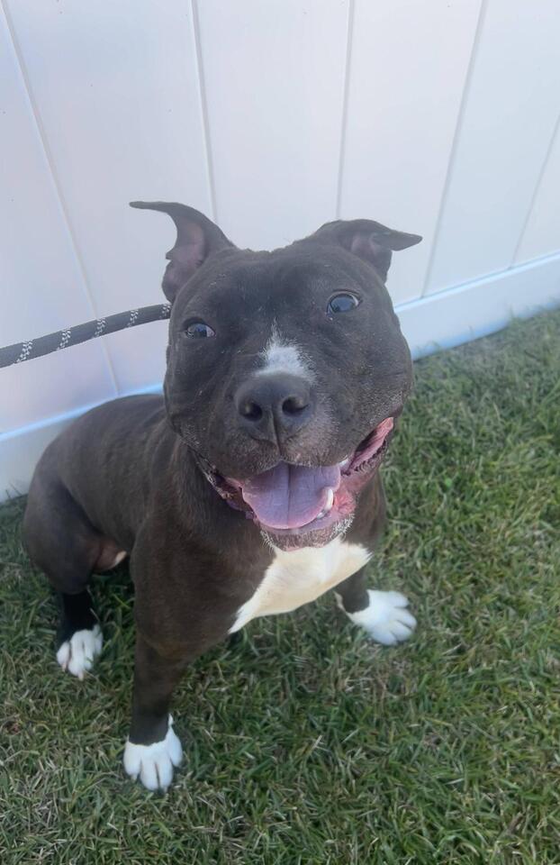 Meet Birmingham’s quirkiest shelter dog