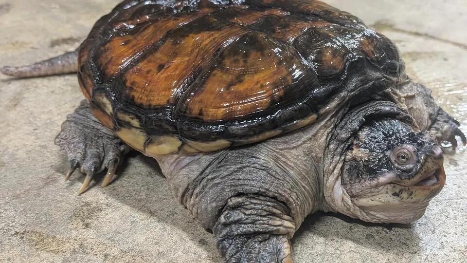 Boston’s rescued reptiles spark big questions