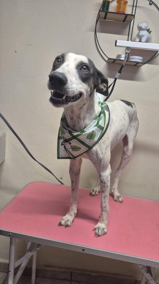 Meet Boston’s most loveable dogs ready for adoption