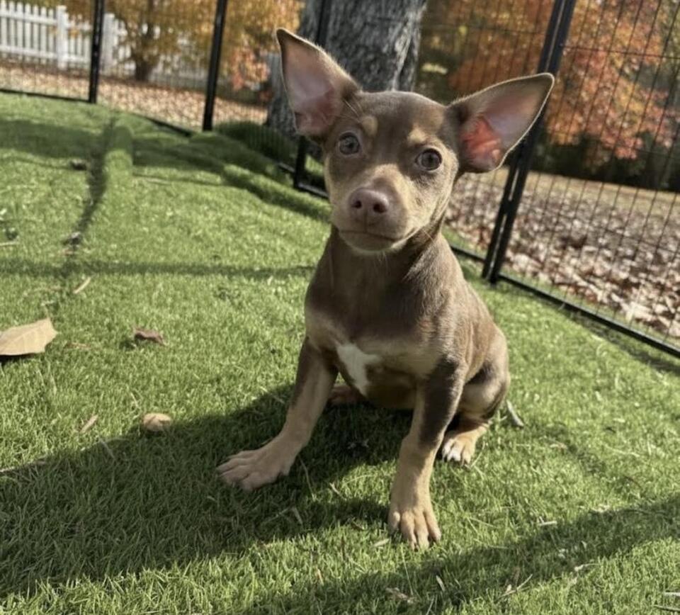 Meet Boston’s most loveable dogs ready for adoption