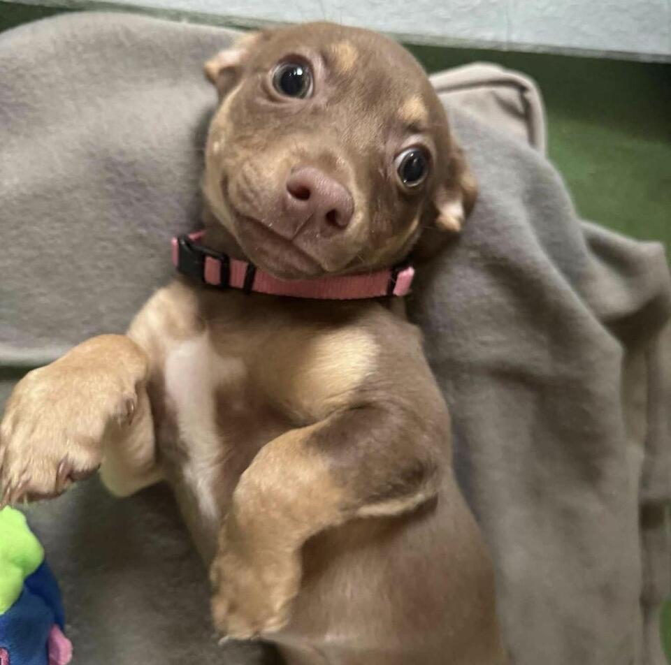 Meet Boston’s most loveable dogs ready for adoption