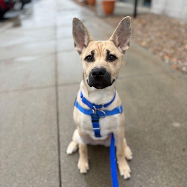 Meet Boston’s most loveable dogs ready for adoption