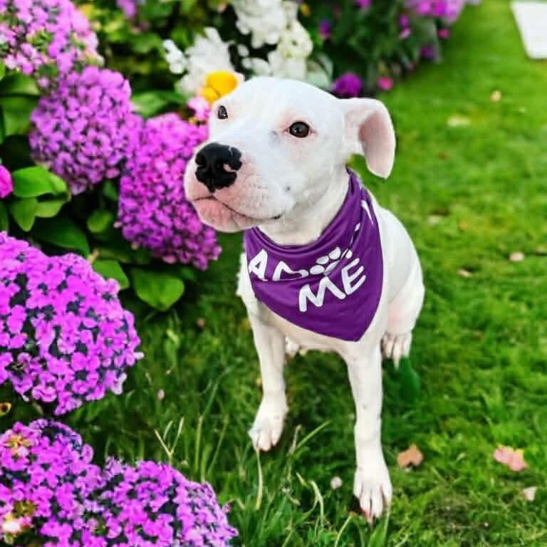 Buffalo pups need loving homes now!