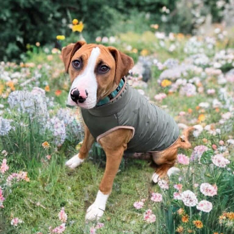 Buffalo pups need loving homes now!